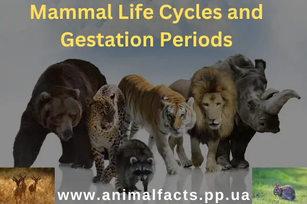 Mammal Life Cycles and Gestation Periods