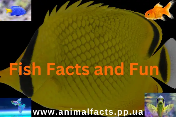 Fish Facts and Fun