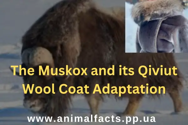 The Muskox and its Qiviut Wool Coat Adaptation