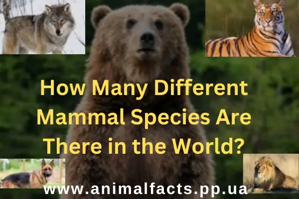 How Many Different Mammal Species Are There in the World?