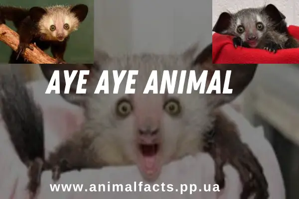Aye Aye Animal