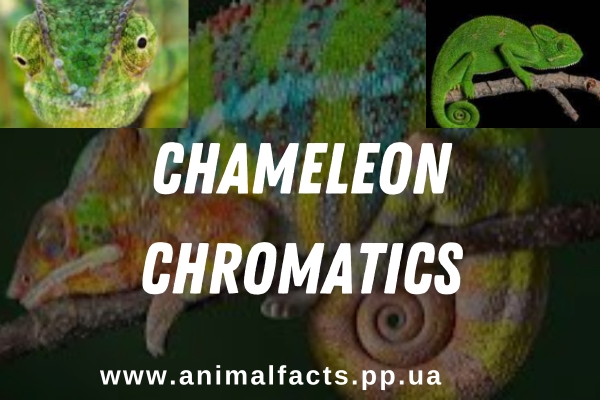 Chameleon Chromatics