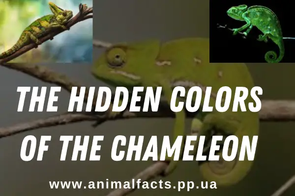 The Hidden Colors of the Chameleon