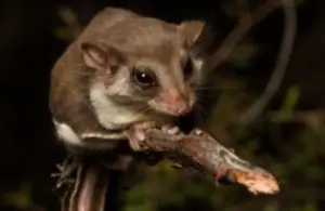 Feathertail Gliders