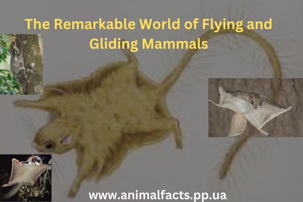 The Remarkable World of Flying and Gliding Mammals