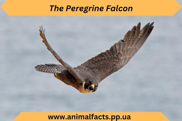 The Peregrine Falcon focus on target