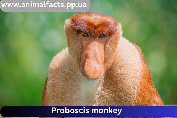 Proboscis monkey