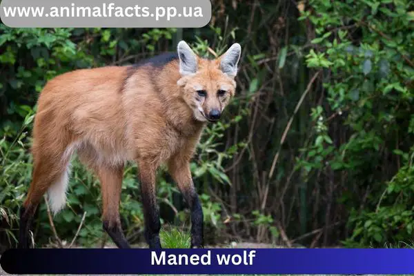 Maned wolf: