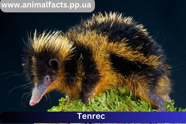 Tenrec