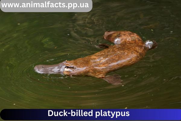 Duck-billed platypus