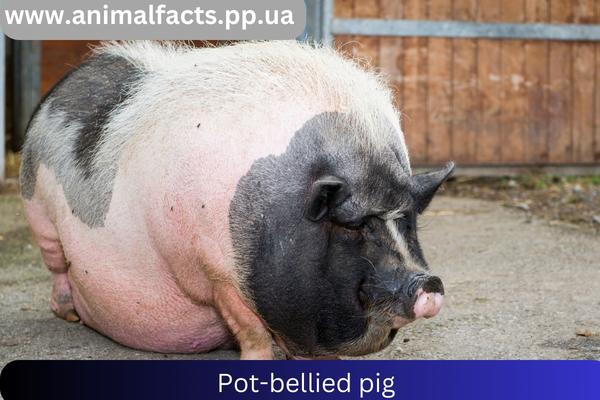 Pot-bellied pig