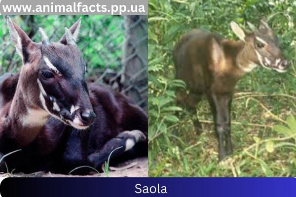 Saola