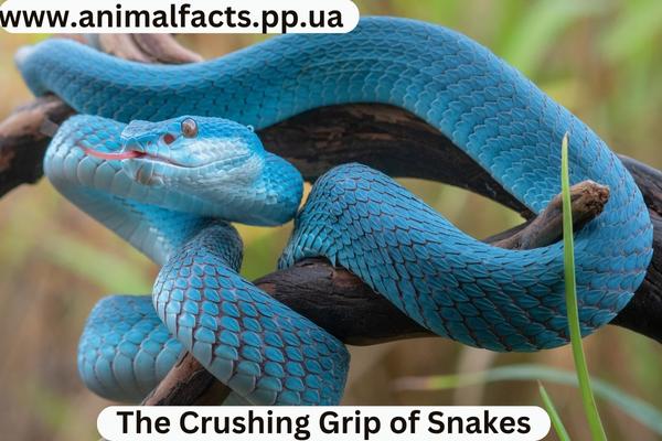 Blue Viper Snake