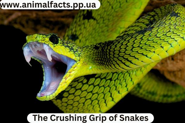 Snake Attack