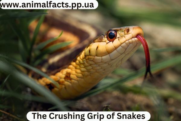Brown Snake on Dirt Ground
