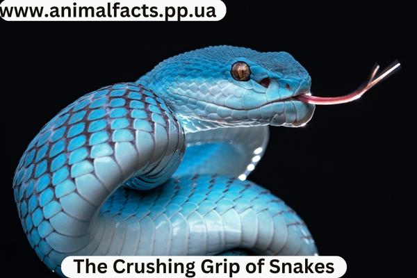 Blue Viper Snake