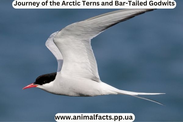 Terns