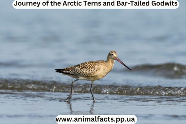Bar-tailed Godwit on the Shore
