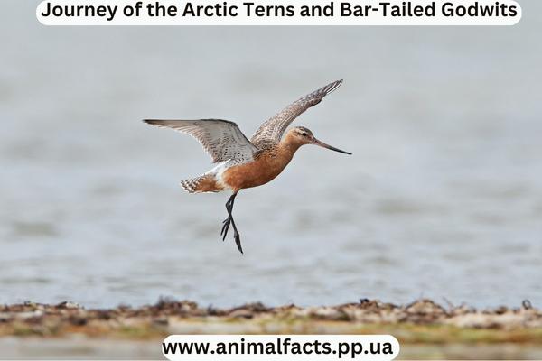 Bar-tailed godwit (Limosa lapponica)