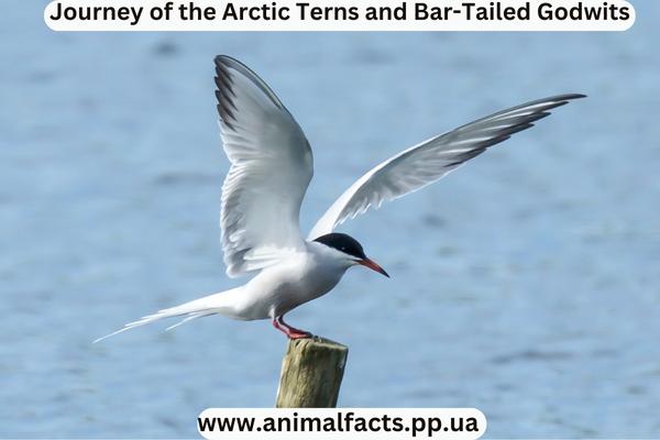  Arctic Terns 