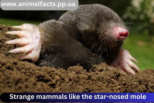 star-nosed mole 