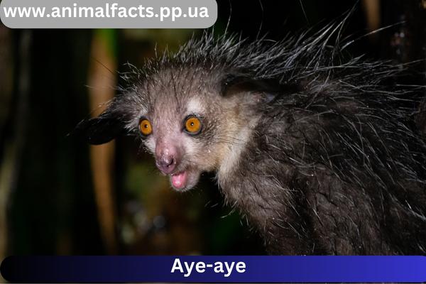 Aye-aye