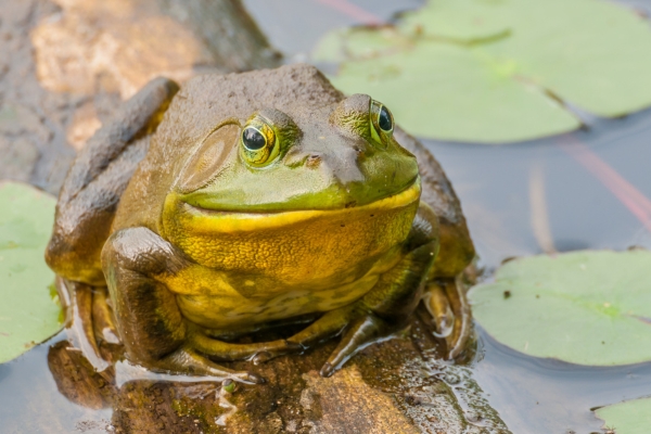 American Bullfrog