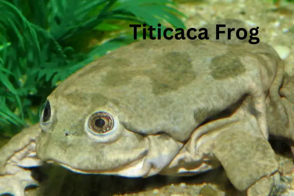 Titicaca Frog