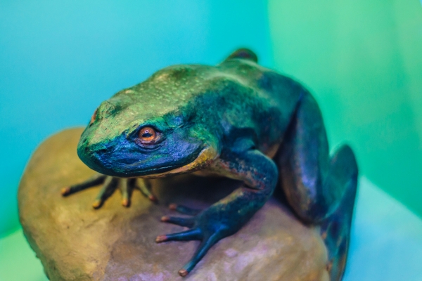 Goliath Frog