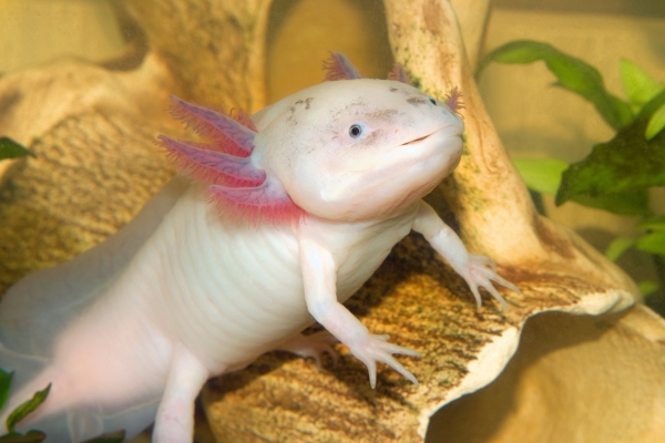 Axolotl