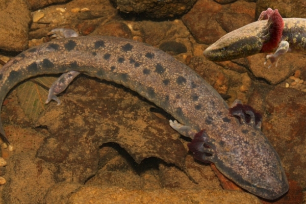 Common Mudpuppy