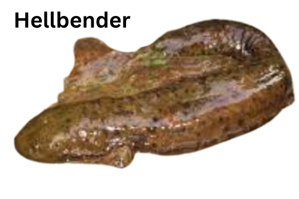 Hellbender