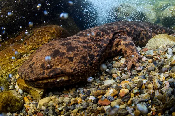 Japanese giant salamander