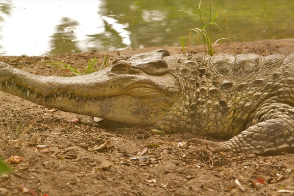 African slender-snouted crocodile