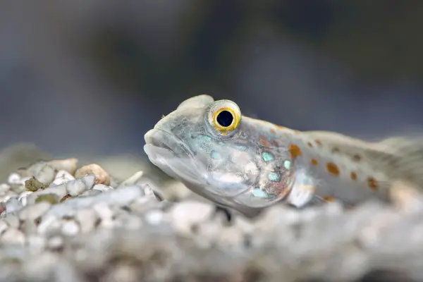 small goby fish