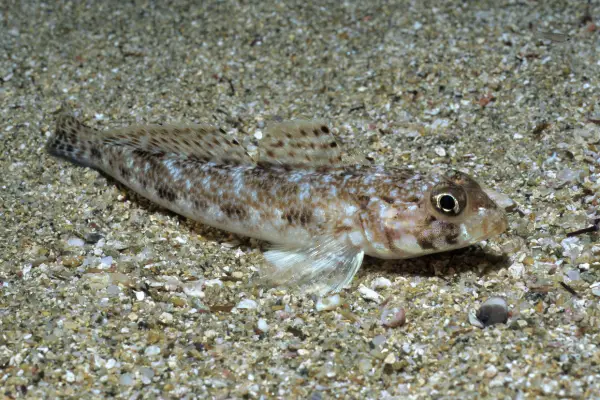 small goby fish 