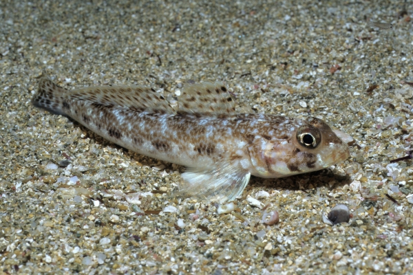 small goby fish 