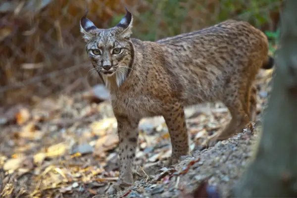 The Rarest Cats on Earth - Fighting To Save The Iberian Lynx and Amur Leopard From Extinction