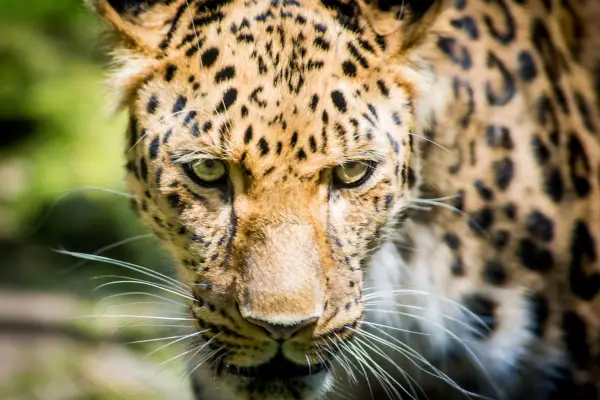 Amur Leopard focused