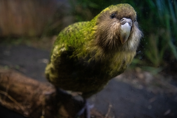 kakapo