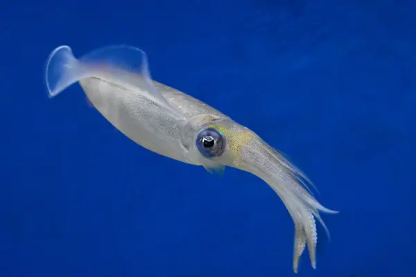 small Squid