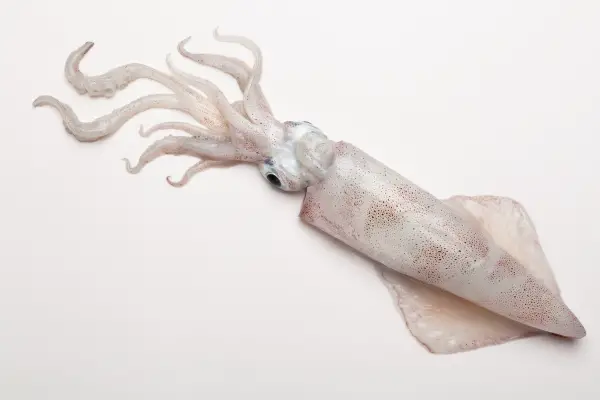 Giant Squid: