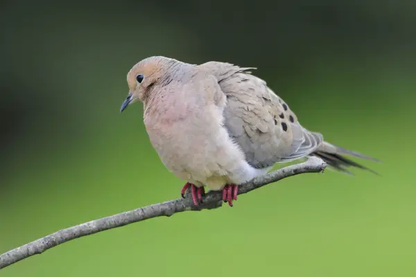 Mourning Dove sitting on tree