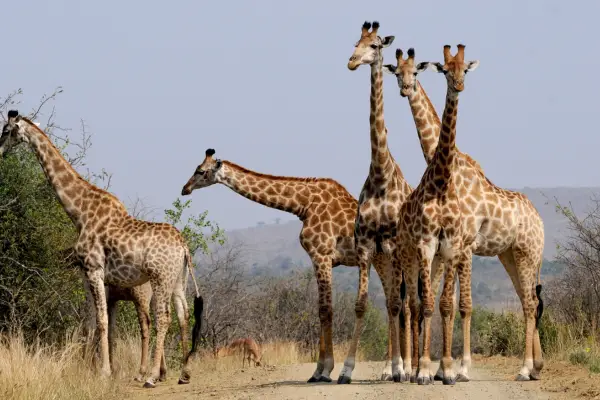 Giraffe in south africa