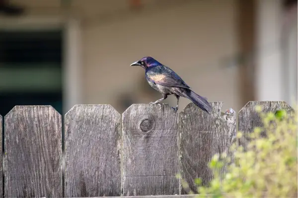 bird sitting on fence in backyard