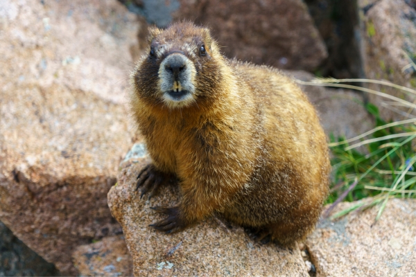 Marmot