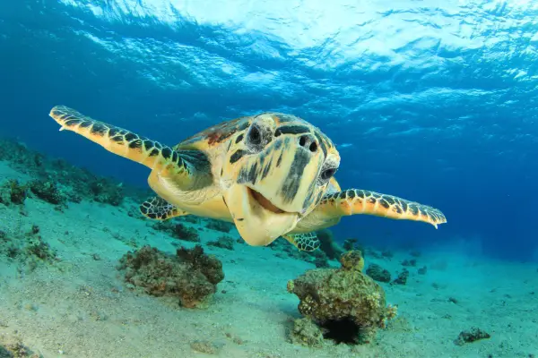 The Hawksbill Turtle swimming in sea water