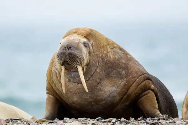 The Bewhiskered Walrus