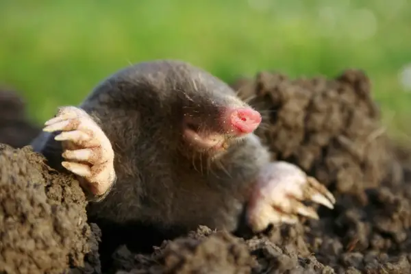 The Fascinating Star-Nosed Mole