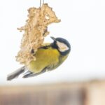 tit bird eating from bird feeder